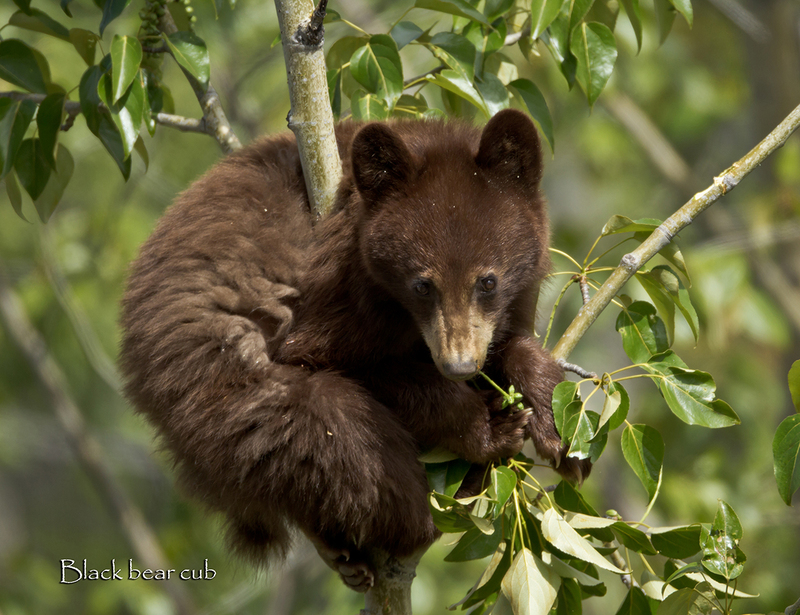 March.jpg :: Brown color phase yearling Black bear cub eating cottonwood seed pods after climbing to the top reachs of a cottonwood tree