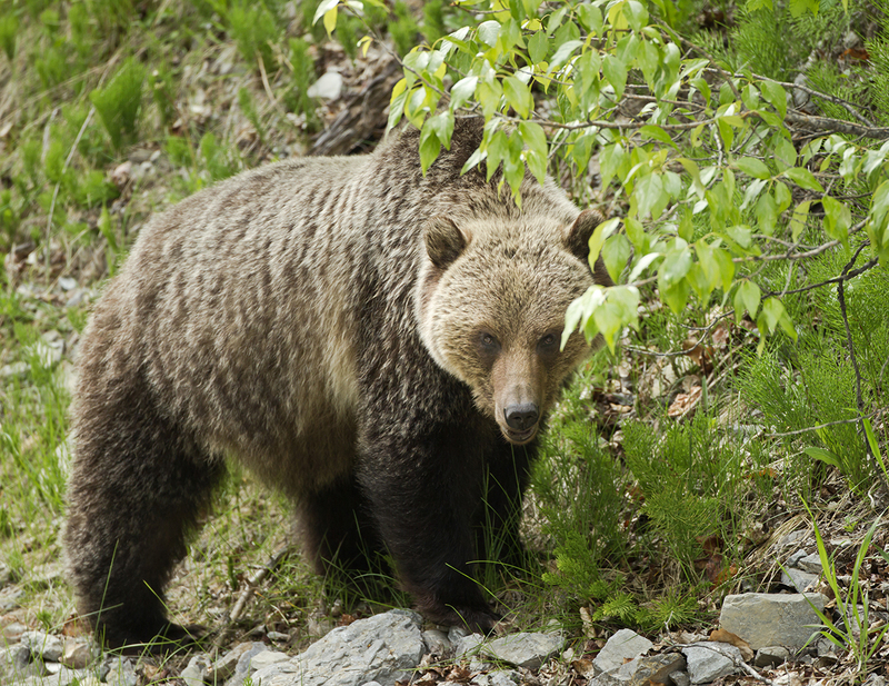 May 2025.jpg :: Silvertip Grizzly Bear standing on a rocky mountian hillside beneath a tree peering under the leaves