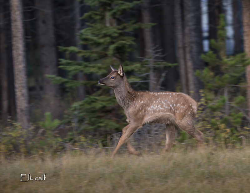 May.jpg :: Late summer calf elk of the year still with spots in September, running at edge of timber