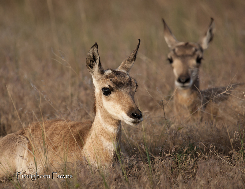 November.jpg :: Pronghorn (antelope) fawns of the year bedded in tall grass on grassland prairie