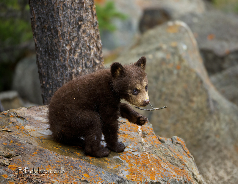 October.jpg :: Black bear cub-of-the-year sitting on a rock covered with orange lichen