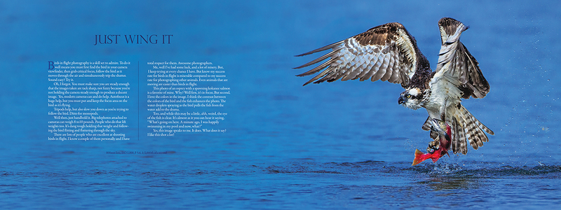 OspreySpread(1).jpg