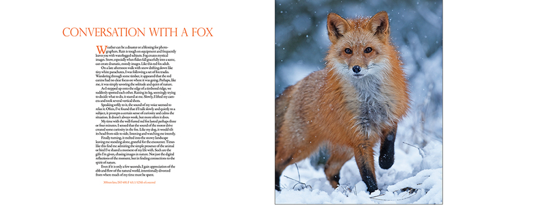 RedFoxSpread(1).jpg
