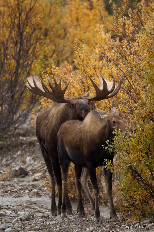 TC-Alaskan Moose-D00630-00001.jpg :: Alaskan Bull Moose tending cow moose close to being estrus