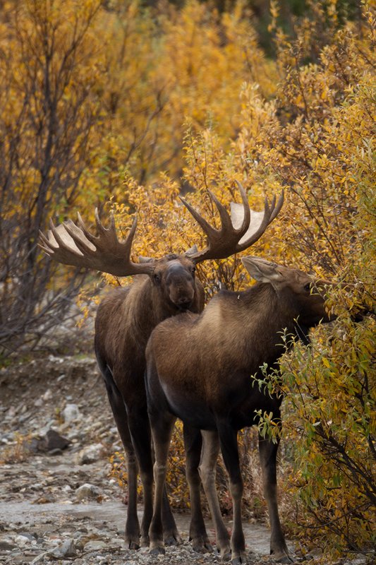 TC-Alaskan Moose-D00630-00003.jpg :: Alaskan Bull Moose tending cow moose close to being estrus