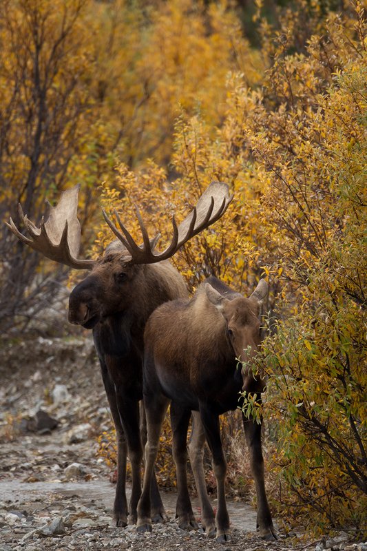 TC-Alaskan Moose-D00630-00005.jpg :: Alaskan Bull Moose tending cow moose close to being estrus