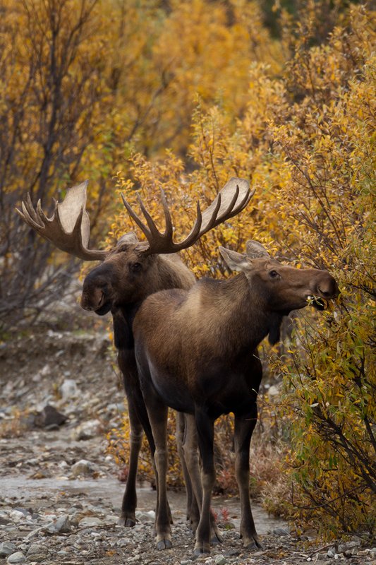 TC-Alaskan Moose-D00630-00018.jpg :: Alaskan Bull Moose tending cow moose close to being estrus