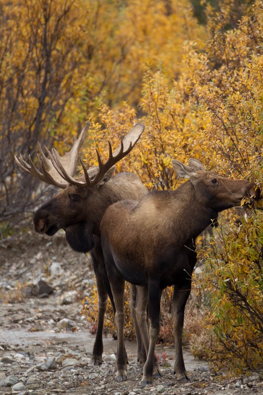 TC-Alaskan Moose-D00630-00023.jpg :: Alaskan Bull Moose tending cow moose close to being estrus