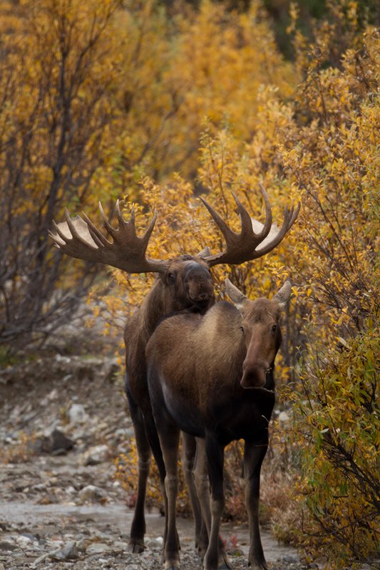 TC-Alaskan Moose-D00630-00024.jpg :: Alaskan Bull Moose tending cow moose close to being estrus