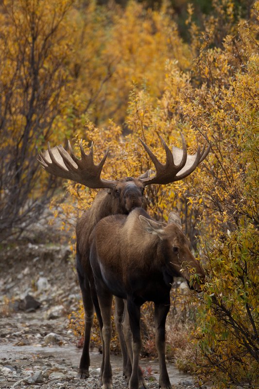 TC-Alaskan Moose-D00630-00029.jpg :: Alaskan Bull Moose tending cow moose close to being estrus