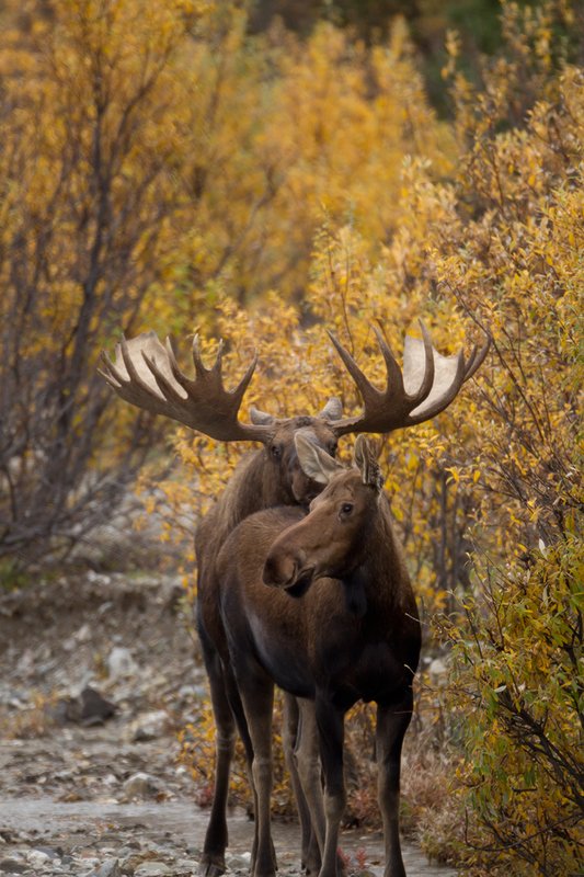 TC-Alaskan Moose-D00630-00033.jpg :: Alaskan Bull Moose tending cow moose close to being estrus