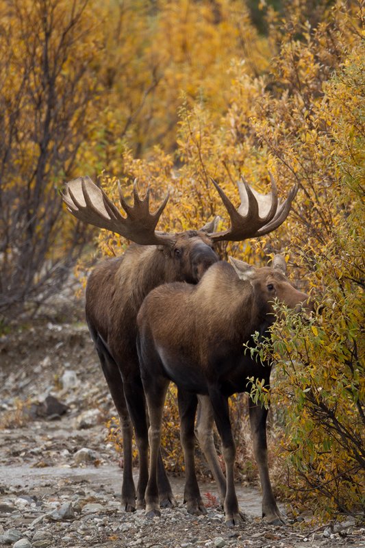 TC-Alaskan Moose-D00630-00036.jpg :: Alaskan Bull Moose tending cow moose close to being estrus