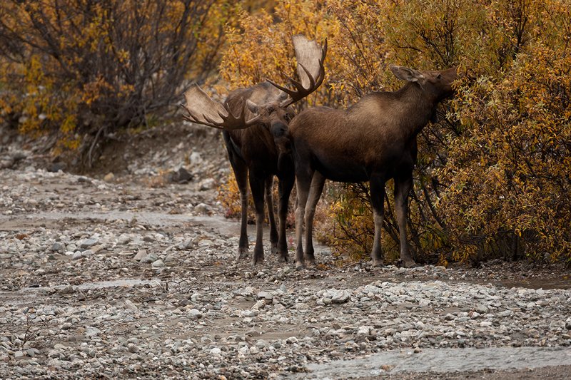 TC-Alaskan Moose-D00630-00039.jpg :: Alaskan Bull Moose tending cow moose close to being estrus