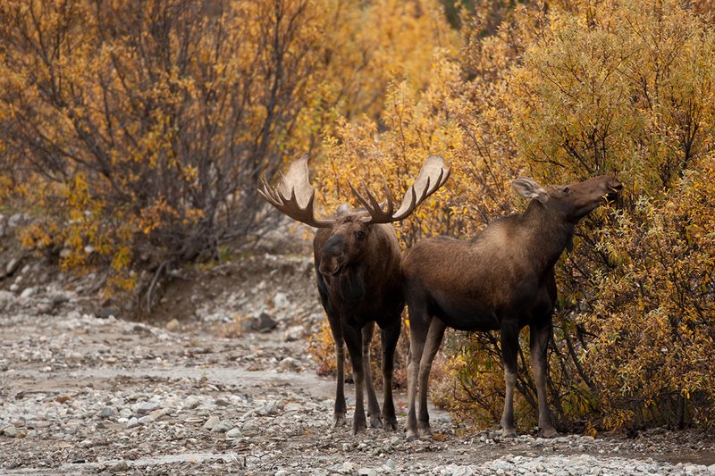 TC-Alaskan Moose-D00630-00044.jpg :: Alaskan Bull Moose tending cow moose close to being estrus