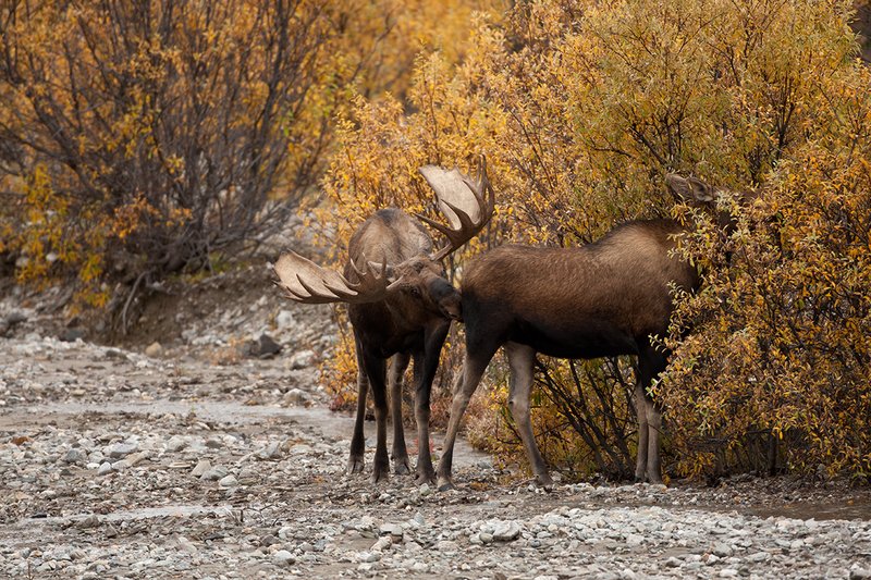 TC-Alaskan Moose-D00630-00048.jpg :: Alaskan Bull Moose tending cow moose close to being estrus