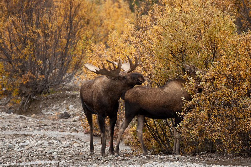 TC-Alaskan Moose-D00630-00056.jpg :: Alaskan Bull Moose tending cow moose close to being estrus