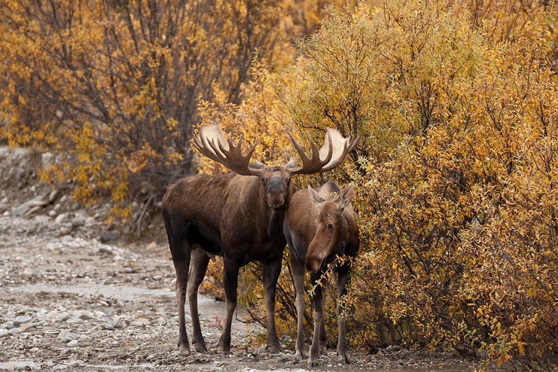 TC-Alaskan Moose-D00630-00065.jpg :: Alaskan Bull Moose tending cow moose close to being estrus