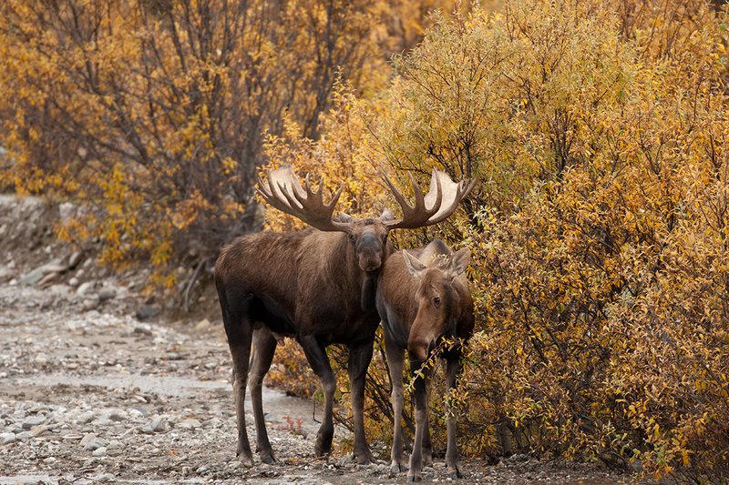 TC-Alaskan Moose-D00630-00069.jpg :: Alaskan Bull Moose tending cow moose close to being estrus