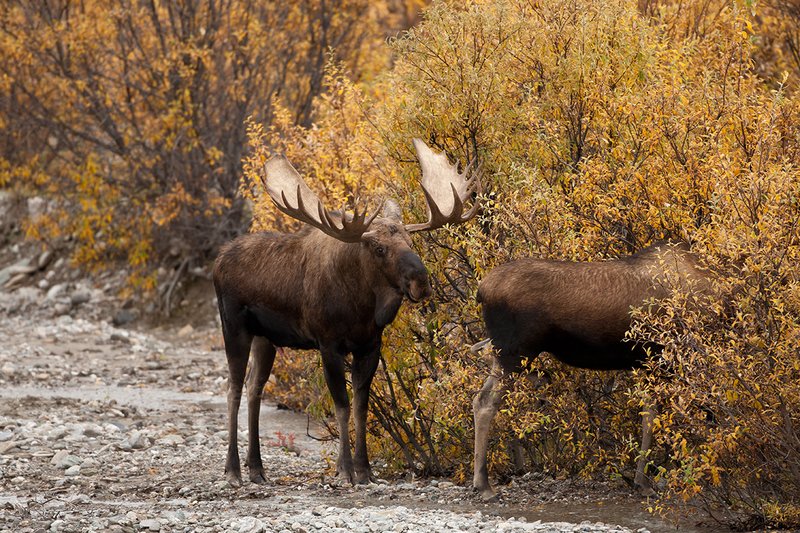 TC-Alaskan Moose-D00630-00075.jpg :: Alaskan Bull Moose tending cow moose close to being estrus