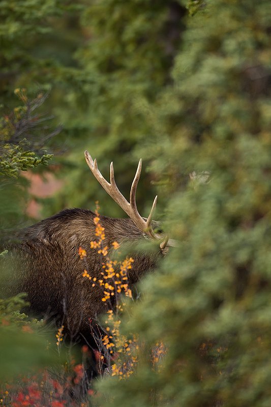 TC-Alaskan Moose-D00630-00346.jpg