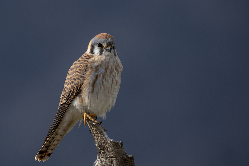 TC-American Kestrel-D06300-000009.jpg :: Female American Kestrel falcon (Lemony Snicket) perched on a snag