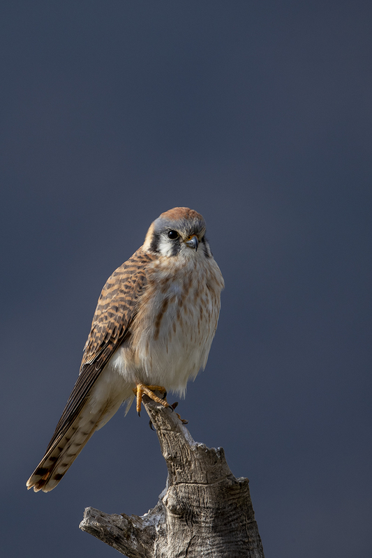 TC-American Kestrel-D06300-000012.jpg :: Female American Kestrel falcon (Lemony Snicket) perched on a snag