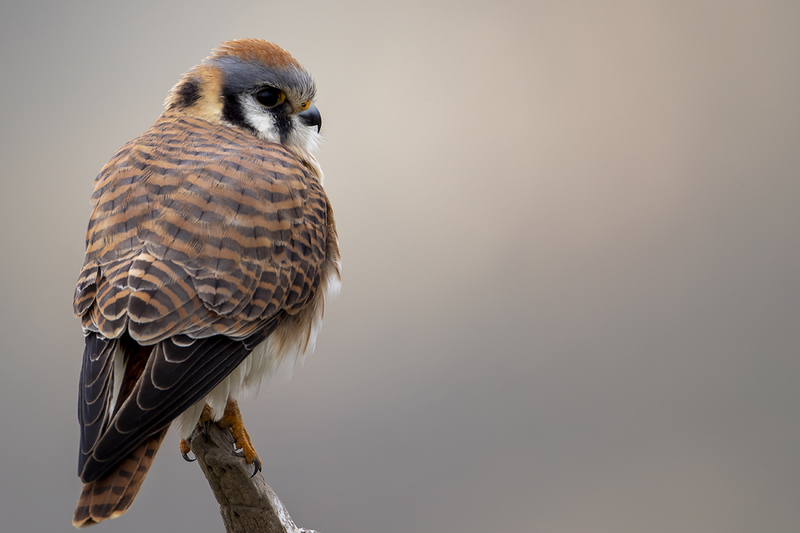 TC-American Kestrel-D06300-000018.jpg :: Female American Kestrel falcon (Lemony Snicket) perched on a snag