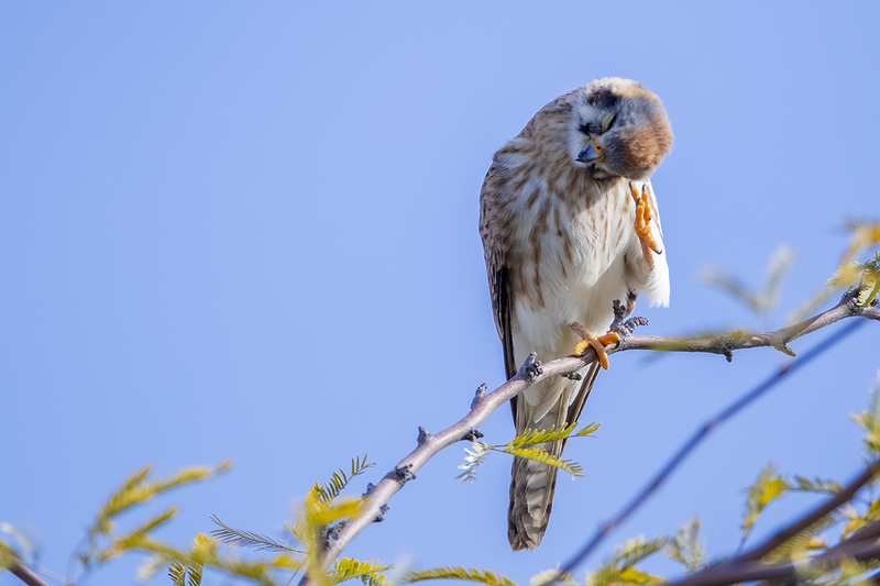 TC-American Kestrel-D06300-000090.jpg :: Female American Kestrel falcon (Lemony Snicket) perched on the branch of a tree scratching her head