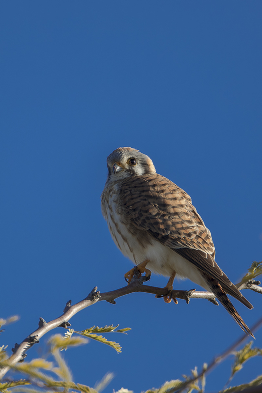TC-American Kestrel-D06300-000099.jpg :: Female American Kestrel falcon (Lemony Snicket) perched on the branch of a tree