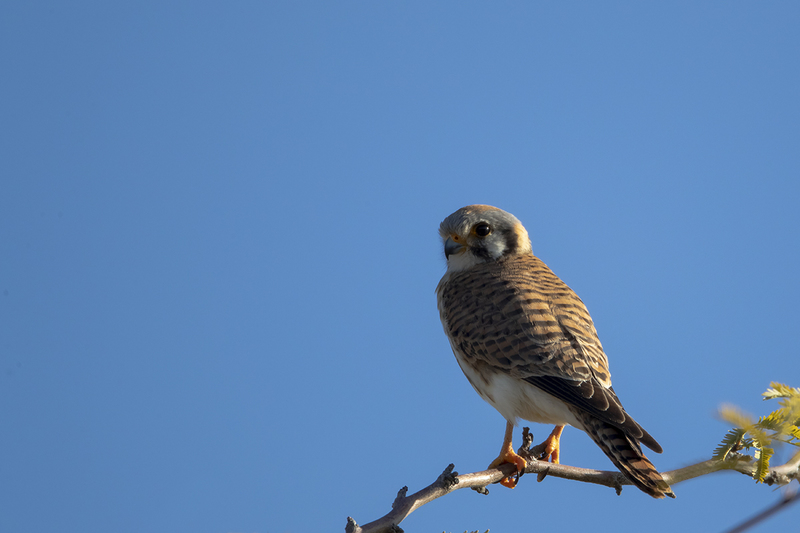 TC-American Kestrel-D06300-000144.jpg :: Female Kestrel Falcon (Falco sparverius) perched on a branch agains blue sky