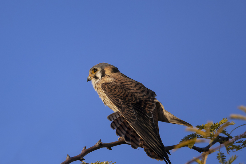 TC-American Kestrel-D06300-000168.jpg :: Female American Kestrel falcon (Lemony Snicket) perched on the branch of a tree stretching her wings and legs