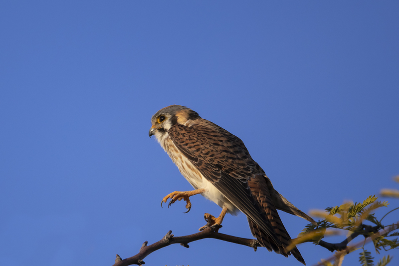 TC-American Kestrel-D06300-000183.jpg :: Female American Kestrel falcon (Lemony Snicket) perched on the branch of a tree stretching her wings and legs