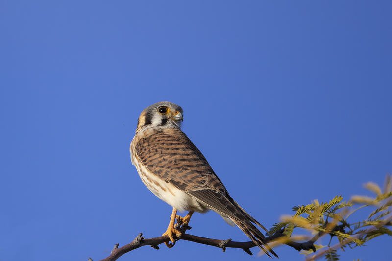 TC-American Kestrel-D06300-000195.jpg :: Female American Kestrel falcon (Lemony Snicket) perched on the branch of a tree