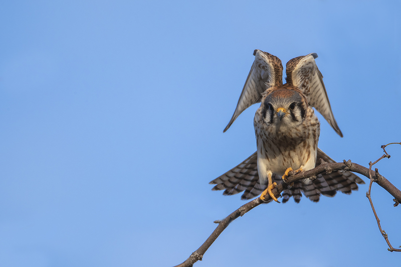 TC-American Kestrel-D06300-000200.jpg :: Female American Kestrel falcon (Lemony Snicket) perched on the branch of a tree stretching her wings and legs