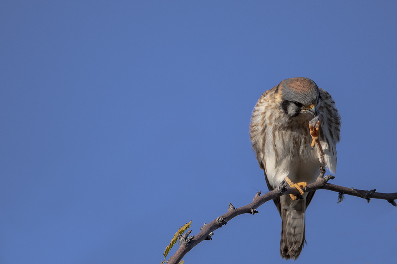 TC-American Kestrel-D06300-000210.jpg :: American Kestrel (Falco sparverius), the smallest falcon, female with feather in her beak