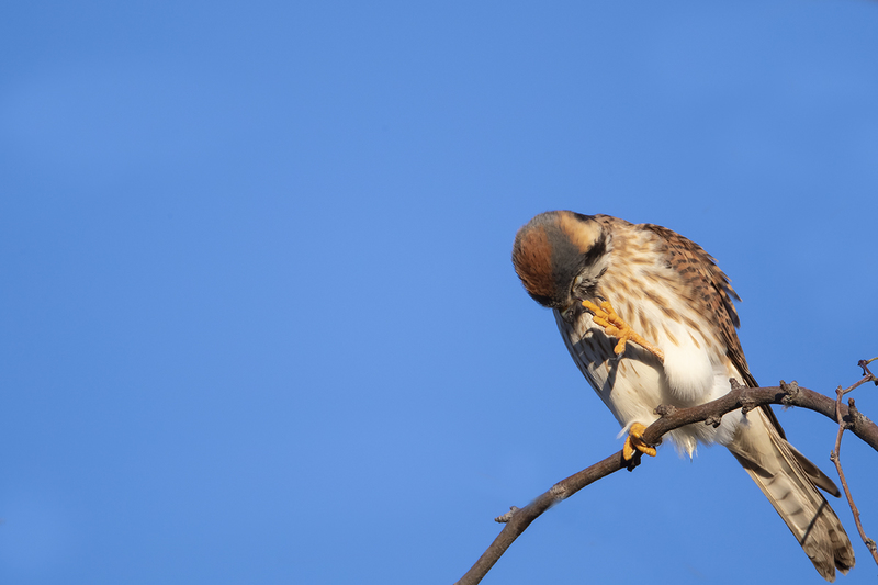 TC-American Kestrel-D06300-000234.jpg :: American Kestrel (Falco sparverius), the smallest falcon, female scrathing her head
