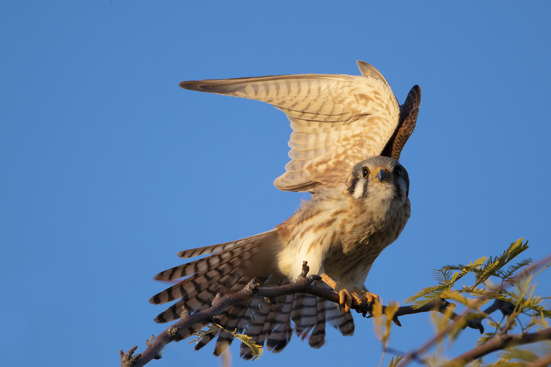 TC-American Kestrel-D06300-000237.jpg :: American Kestrel (Falco sparverius), the smallest falcon, female stretching wings and tail