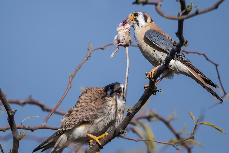 TC-American Kestrel-D06300-000261.jpg :: American Kestrel (Falco sparverius), the smallest falcon, male presenting kangaroo mouse to female