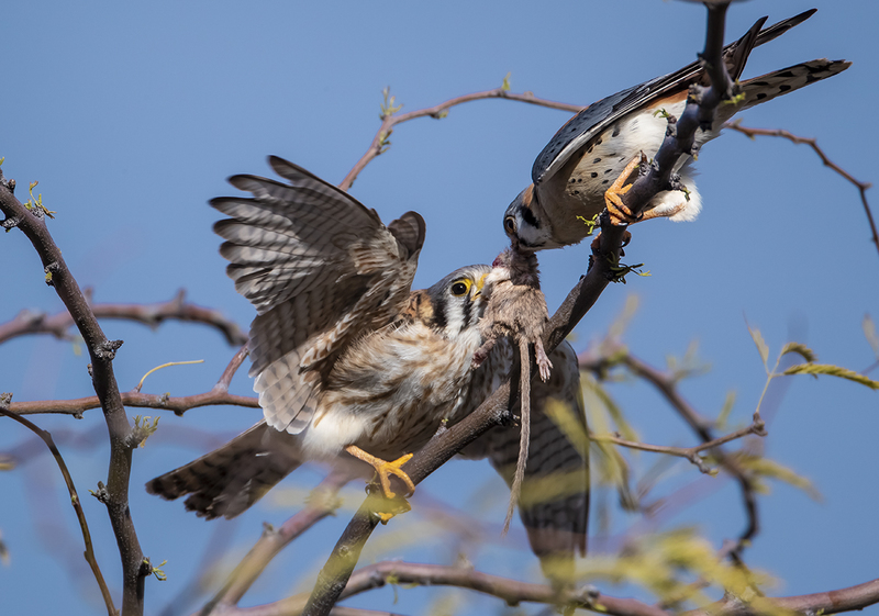 TC-American Kestrel-D06300-000267.jpg :: American Kestrel (Falco sparverius), the smallest falcon, male presenting kangaroo mouse to female