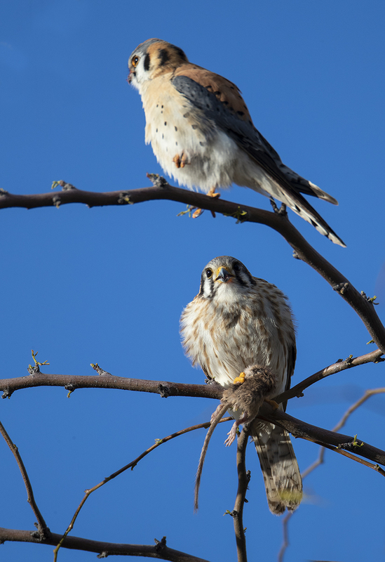 TC-American Kestrel-D06300-000272.jpg :: American Kestrel (Falco sparverius), the smallest falcon, male standing guard as female eats kangaroo mouse
