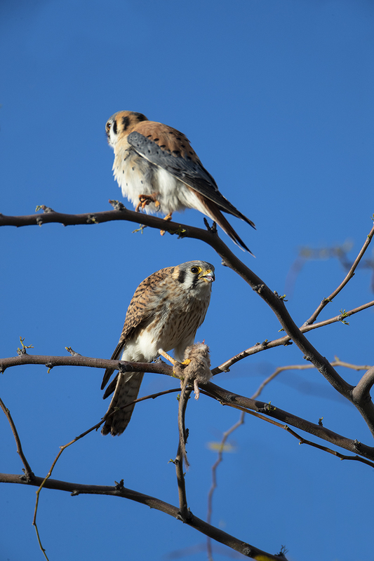 TC-American Kestrel-D06300-000273.jpg :: American Kestrel (Falco sparverius), the smallest falcon, male standing guard as female eats kangaroo mouse