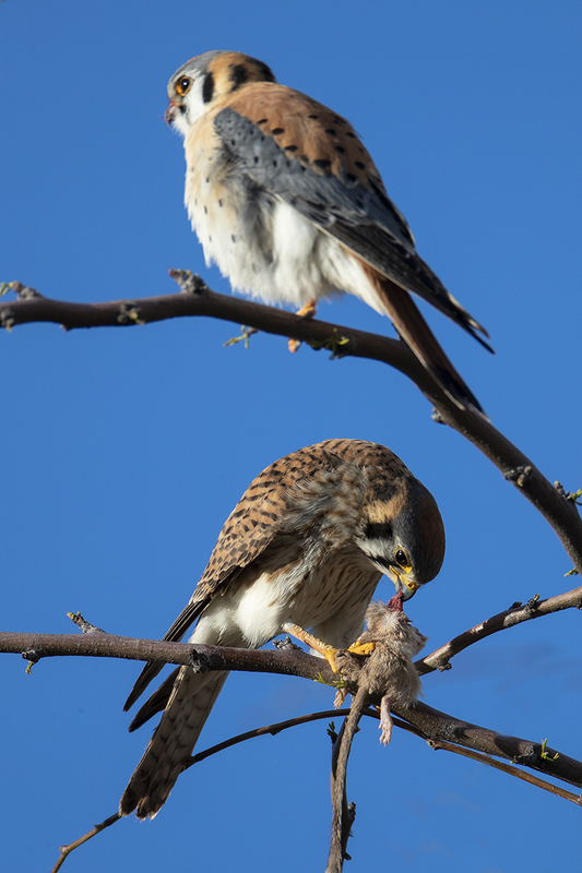 TC-American Kestrel-D06300-000279.jpg :: American Kestrel (Falco sparverius), the smallest falcon, male standing guard as female eats kangaroo mouse