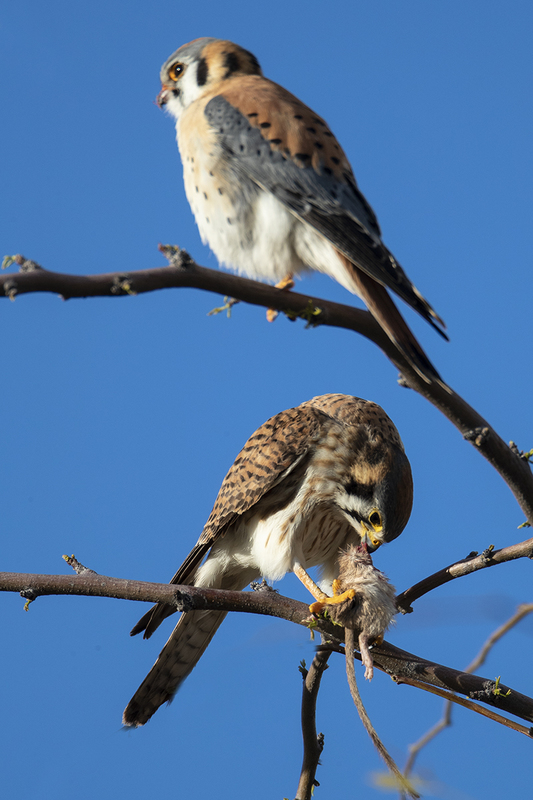TC-American Kestrel-D06300-000286.jpg :: American Kestrel (Falco sparverius), the smallest falcon, male standing guard as female eats kangaroo mouse