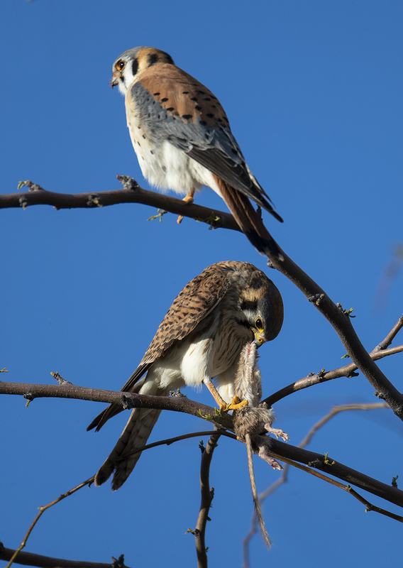 TC-American Kestrel-D06300-000294.jpg :: American Kestrel (Falco sparverius), the smallest falcon, male standing guard as female eats kangaroo mouse
