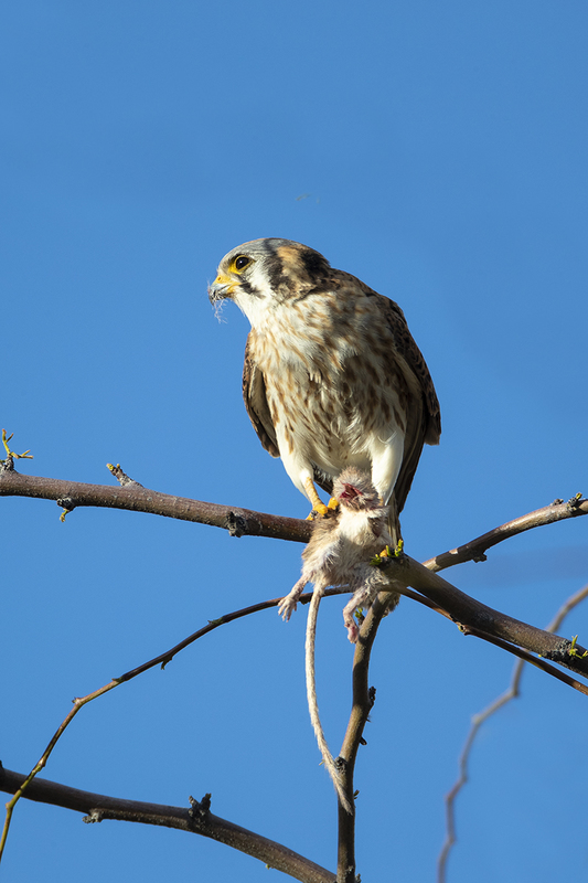 TC-American Kestrel-D06300-000315.jpg :: American Kestrel female,(Falco sparverius), the smallest falcon, eating a kangaroo mouse
