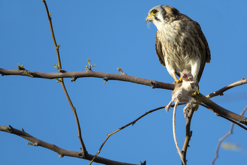 TC-American Kestrel-D06300-000317.jpg :: American Kestrel female,(Falco sparverius), the smallest falcon, eating a kangaroo mouse