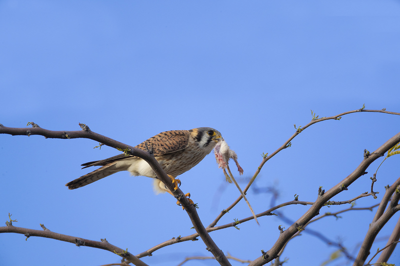 TC-American Kestrel-D06300-000342.jpg :: American Kestrel female,(Falco sparverius), the smallest falcon, eating a kangaroo mouse
