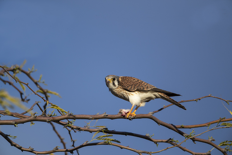TC-American Kestrel-D06300-000344.jpg :: American Kestrel female,(Falco sparverius), the smallest falcon, eating a kangaroo mouse