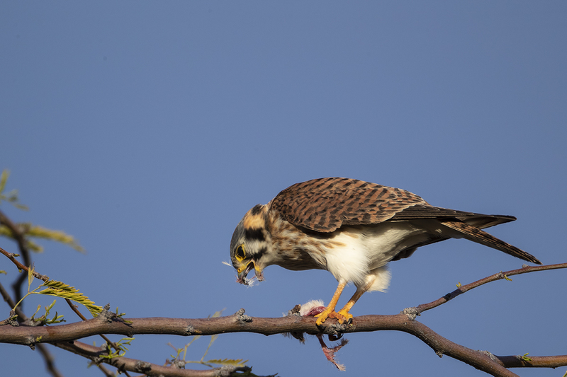 TC-American Kestrel-D06300-000354.jpg :: American Kestrel female,(Falco sparverius), the smallest falcon, eating a kangaroo mouse