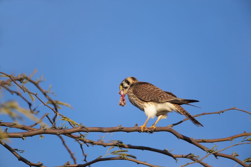TC-American Kestrel-D06300-000378.jpg :: American Kestrel female,(Falco sparverius), the smallest falcon, eating a kangaroo mouse
